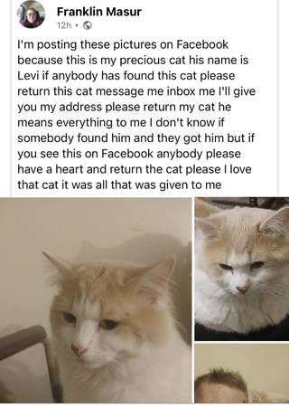 Lost Cat in Carthage