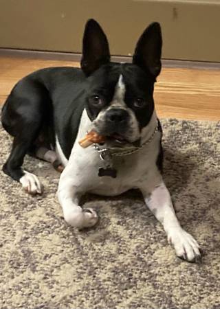 Lost Dog in Maineville
