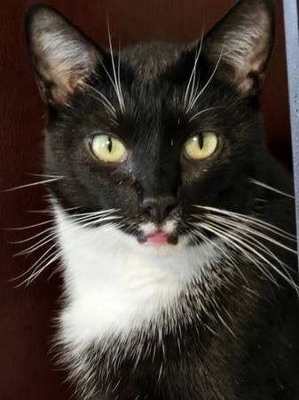 Lost Cat in Independence