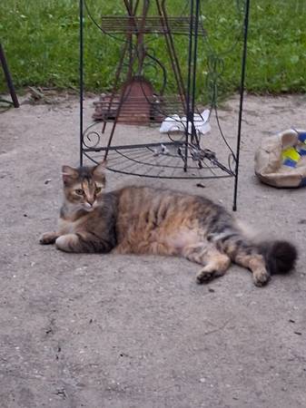Lost Cat in Menominee And Honesdale