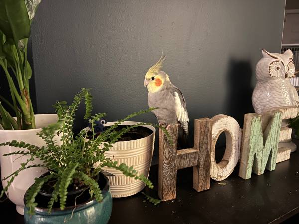 Lost Bird in Burlington