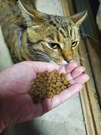 Found Cat in Loveland