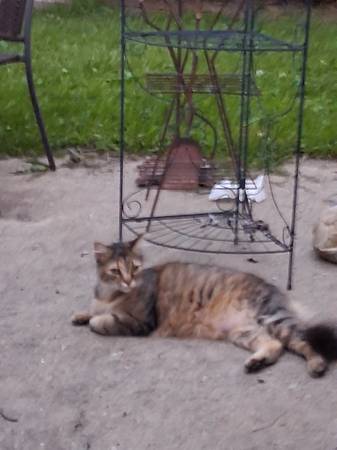 Lost Cat in Cincinnati
