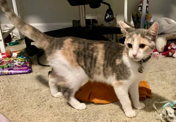 Found cat