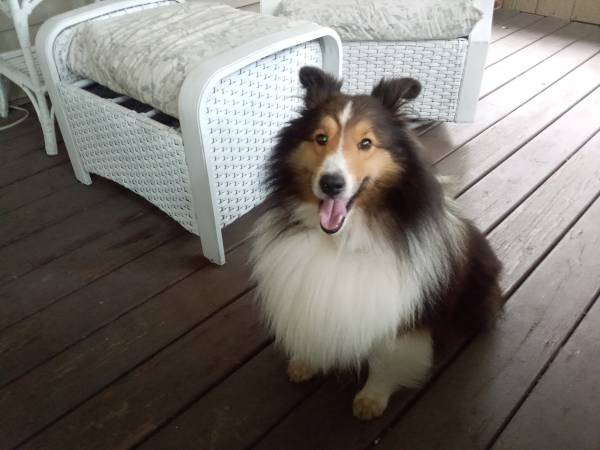 Lost Dog in Clarksville