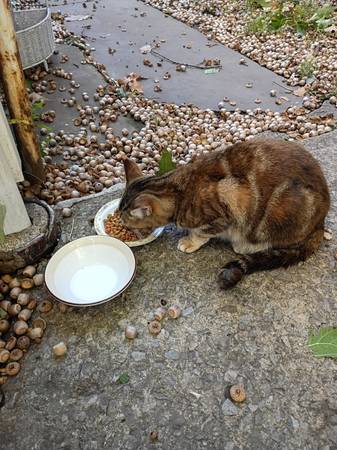Lost Cat in Cleveland