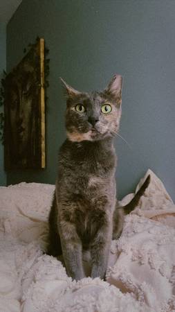 Lost Cat in Ohio City