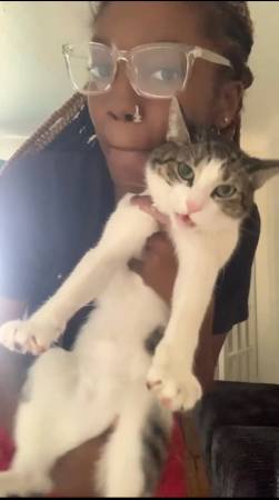 Lost cat