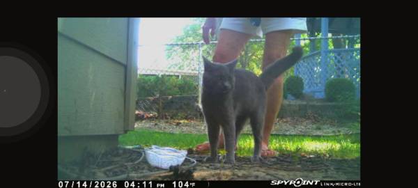 Lost Cat in Strongsville