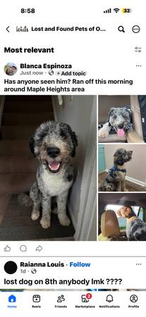 Lost Dog in Maple Heights