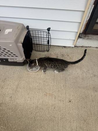 Found Cat in Cleveland
