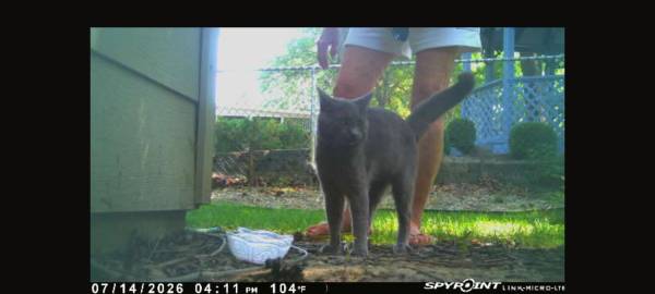 Lost Cat in Strongsville
