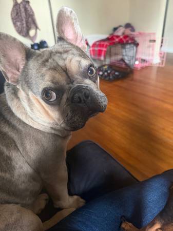 Lost Dog in Cleveland