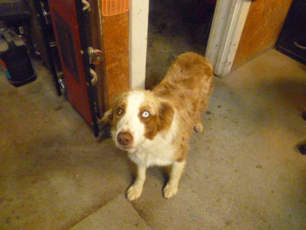 Found dog