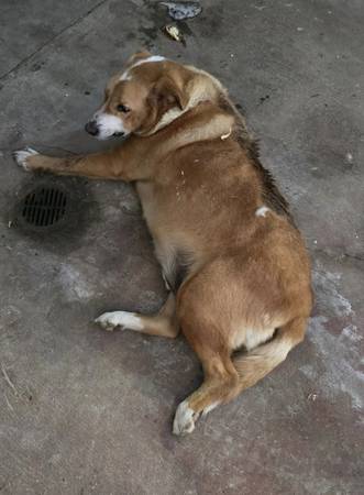 Found Dog in Auxvasse