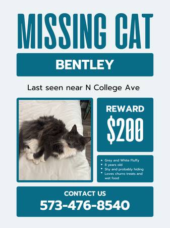 Lost Cat in Columbia