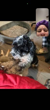 Lost Dog in Columbus