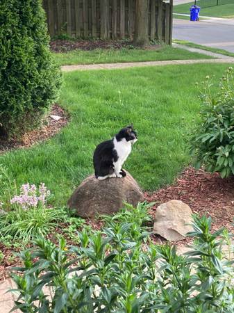 Lost cat