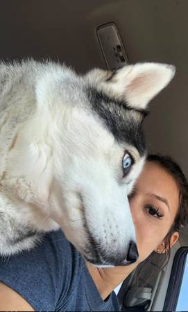 Lost Dog in Country Brook Apartments