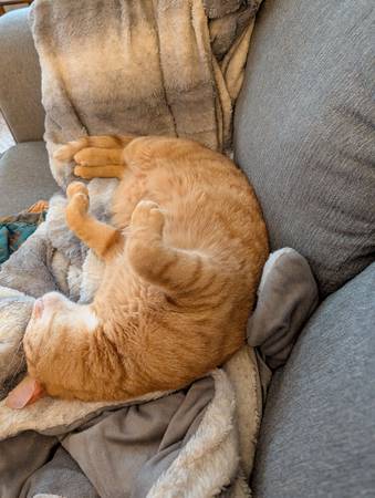 Lost cat