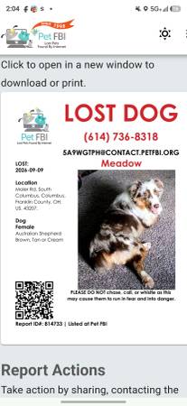 Lost Dog in Columbus