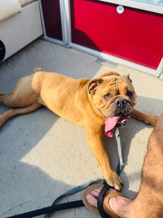 Lost Dog in Cookeville