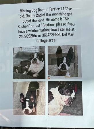 Lost dog