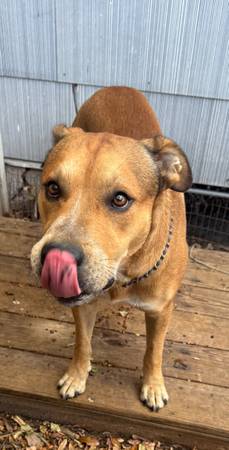 Found dog