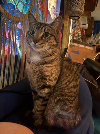 Lost Cat in Philomath