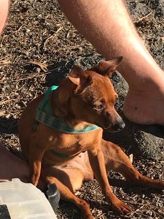 Lost Dog in Alsea