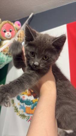 Lost Cat in Albany