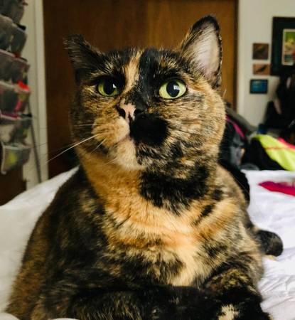 Lost Cat in Albany