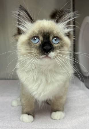 Found cat