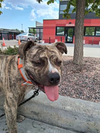 Lost Dog in Colorado Springs