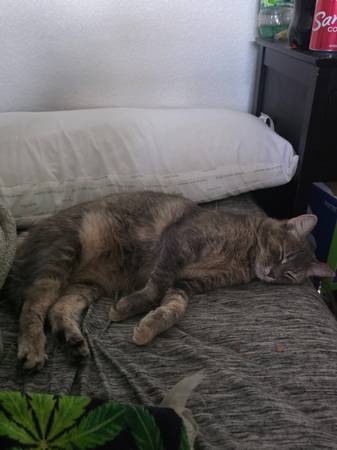 Lost Cat in Colorado Springs