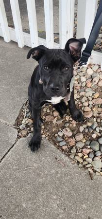 Found dog