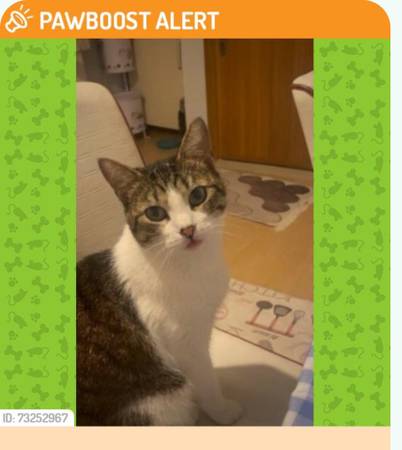 Lost Cat in Colorado Springs