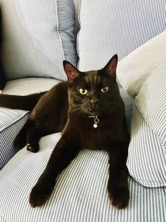 Found Cat in Colorado Springs