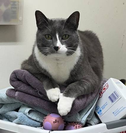 Lost Cat in Colorado Springs