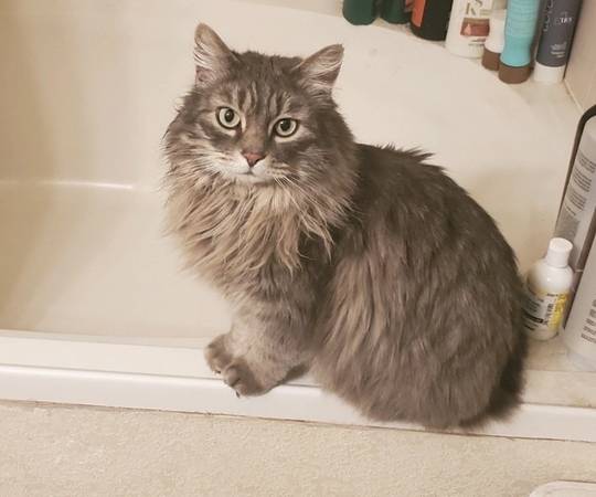 Lost Cat in Colorado Springs