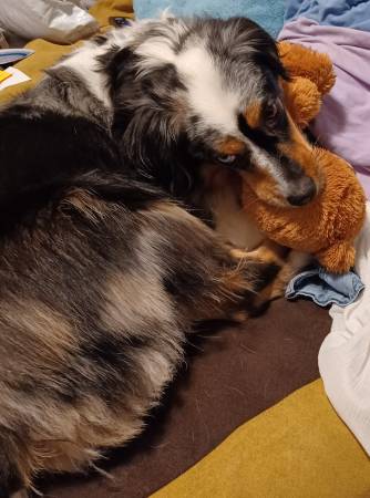 Lost dog