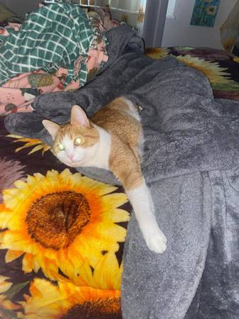 Lost Cat in Colorado Springs