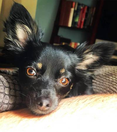 Lost Dog in Patty Jewett Golf Course