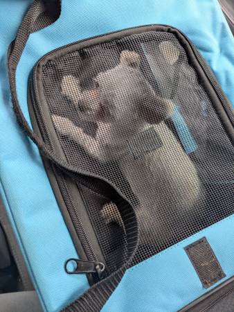 Found Dog in Colorado Springs