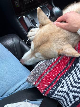Found Dog in Colorado Springs