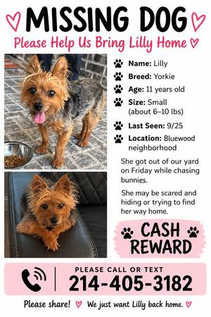 Lost dog