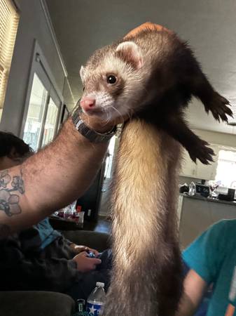 Lost ferret