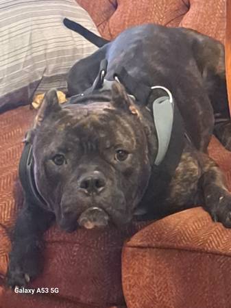 Found dog