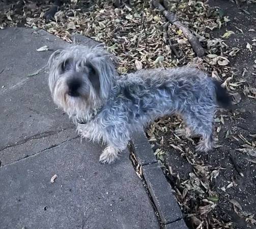 Found dog