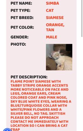 Lost cat
